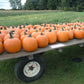 Pumpkin Magic Wand F1 Seed