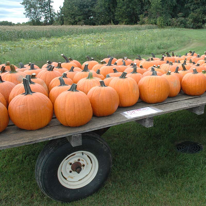 Pumpkin Magic Wand F1 Seed
