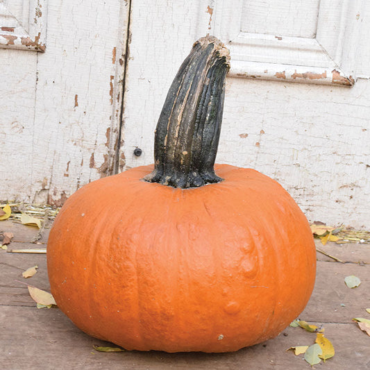 Pumpkin Wolf Seeds