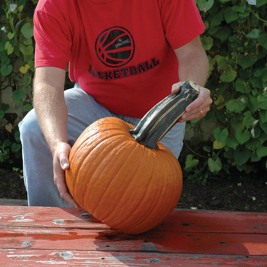 Pumpkin Wolf Seeds