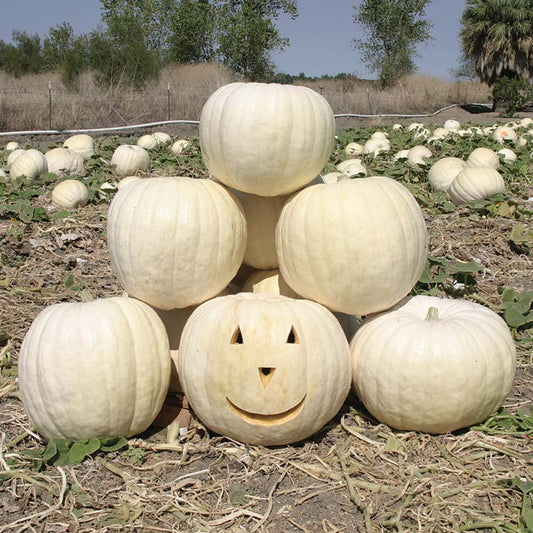 Pumpkin Full Moon Seed