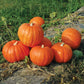 Pumpkin Big Moose Seed