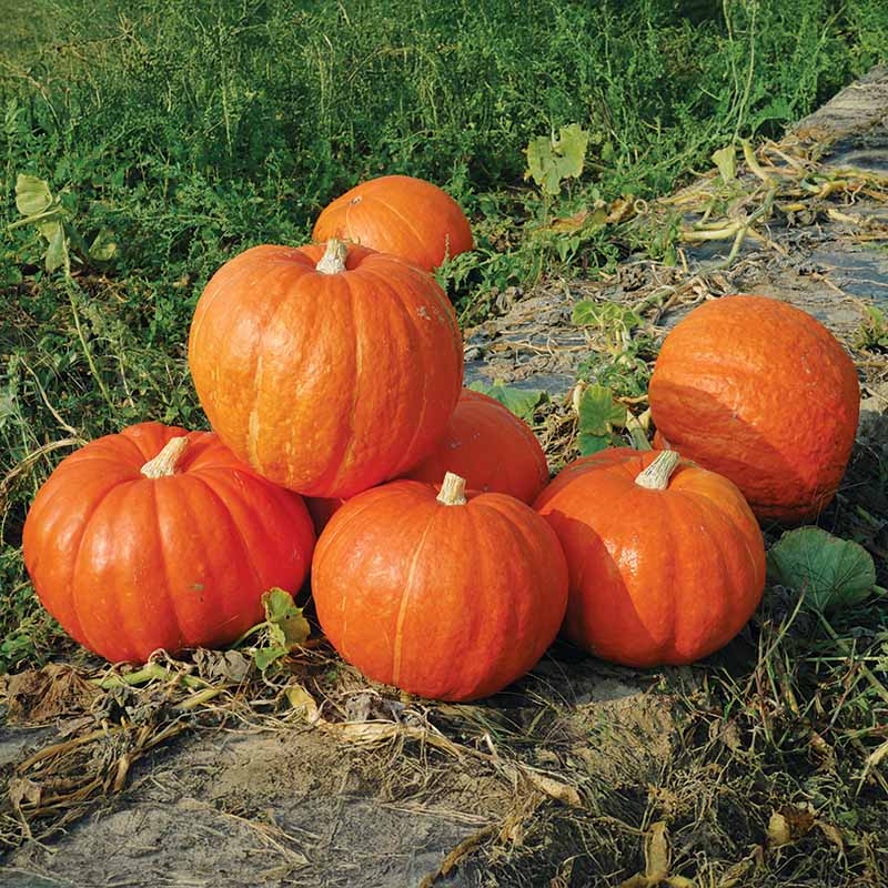 Pumpkin Big Moose Seed