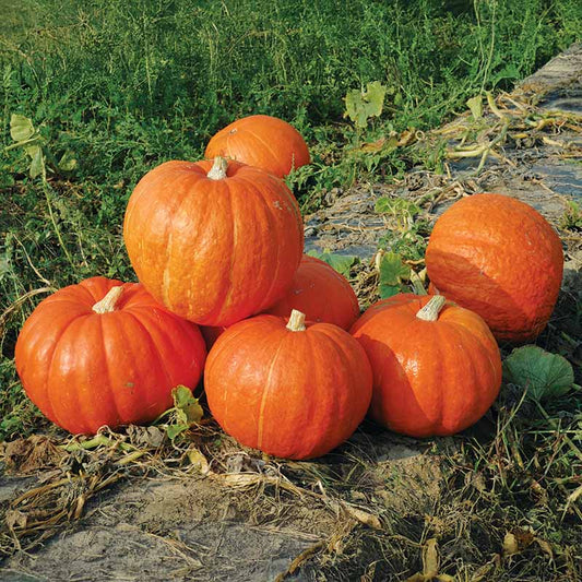 Pumpkin Big Moose Seed