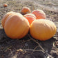 Pumpkin Big Moose Seed