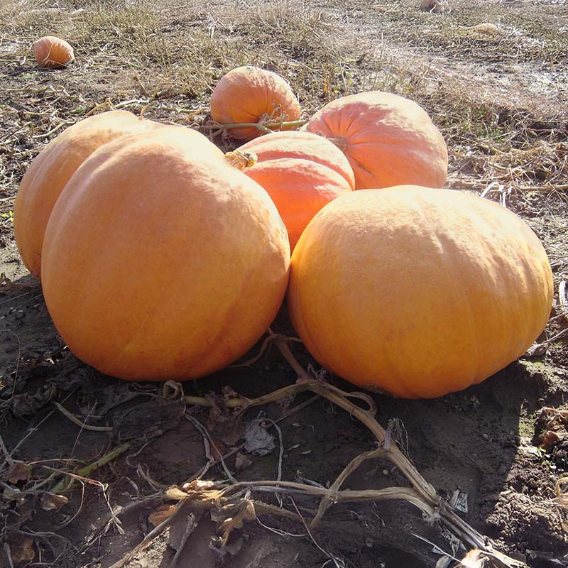 Pumpkin Big Moose Seed