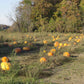 Pumpkin Big Moose Seed