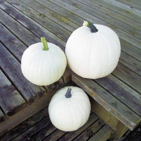 Pumpkin Cotton Candy Seed