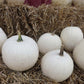Pumpkin Cotton Candy Seed