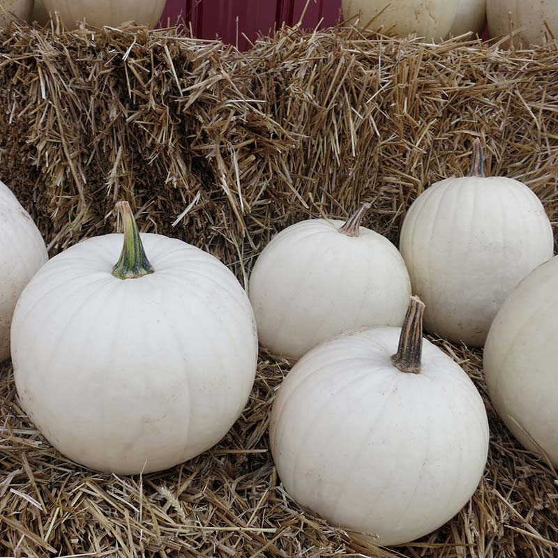 Pumpkin Cotton Candy Seed