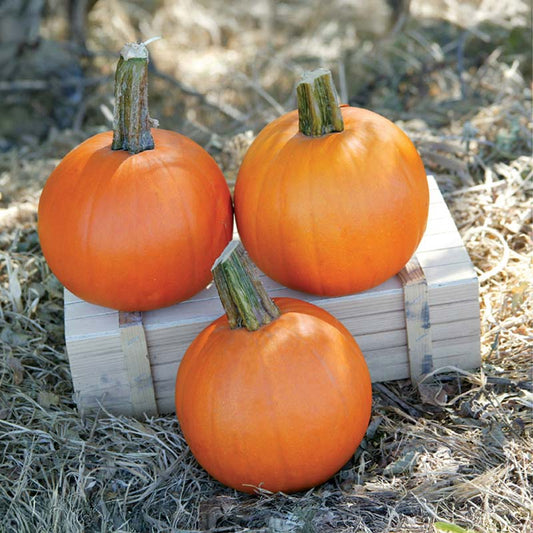 Pumpkin Cannon Ball F1 Seed