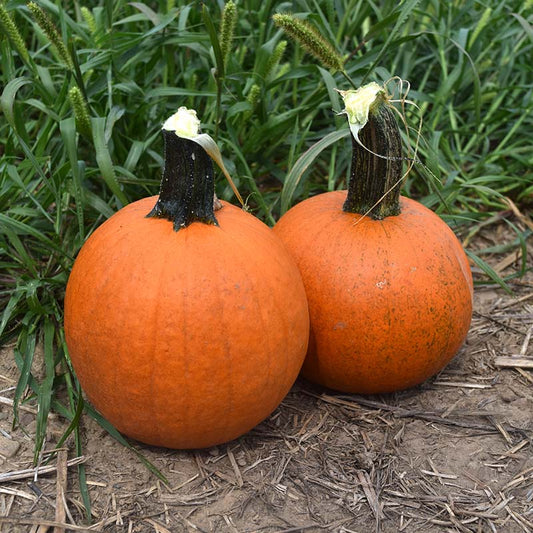 Pumpkin Cannon Ball F1 Seed