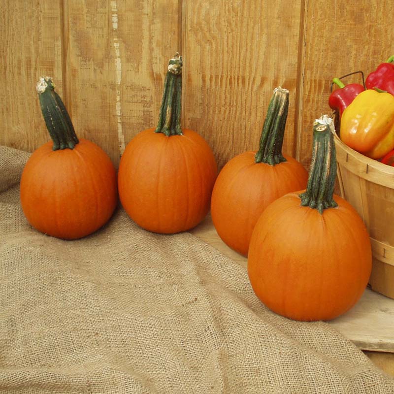 Pumpkin Cannon Ball F1 Seed