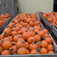 Pumpkin Cannon Ball F1 Seed