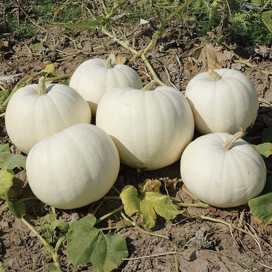 Pumpkin New Moon F1 Seed
