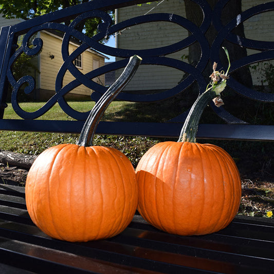 Pumpkin Field Trip F1 Seed