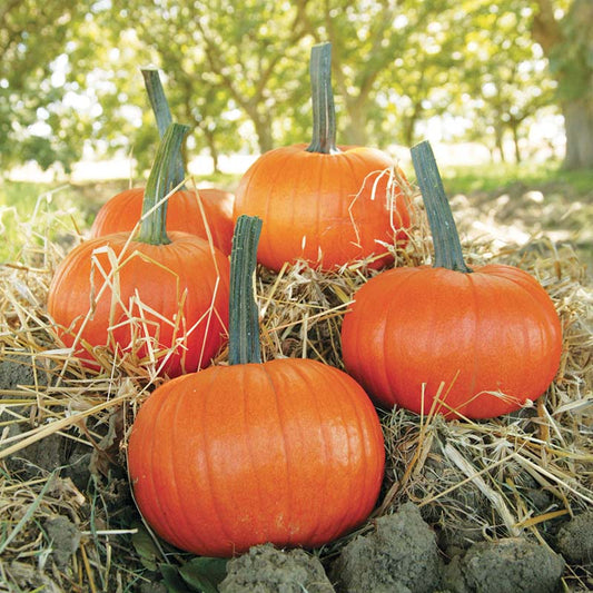 Pumpkin Field Trip F1 Seed