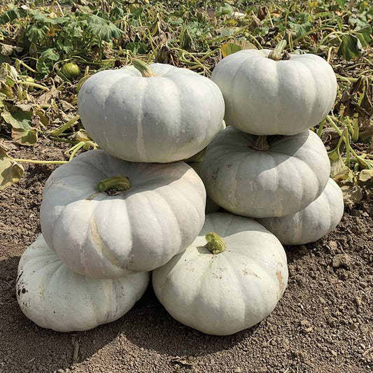 Pumpkin Silver Moon F1 Seed