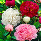 Red Charm Rose Seedlings Flower Seeds Perennial Growing Bonsai Corms Tubers Potted Planting Reblooming Fragrant Garden Roots Rhizomes Species Blooms Plant Bulbs Gardening Tree