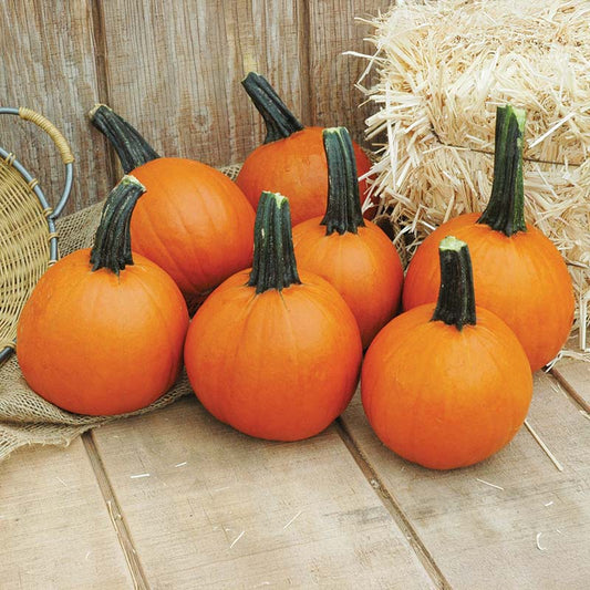 Pumpkin Little Giant F1 Seed