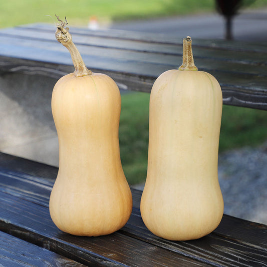 Squash Butterfly F1 Seed