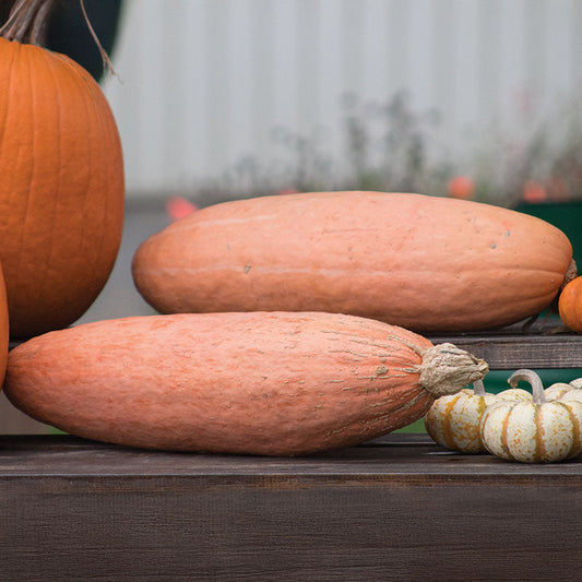 Squash Jumbo Pink Banana Seed