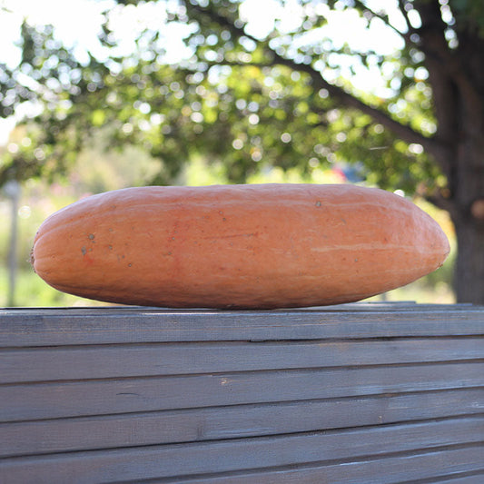 Squash Jumbo Pink Banana Seed