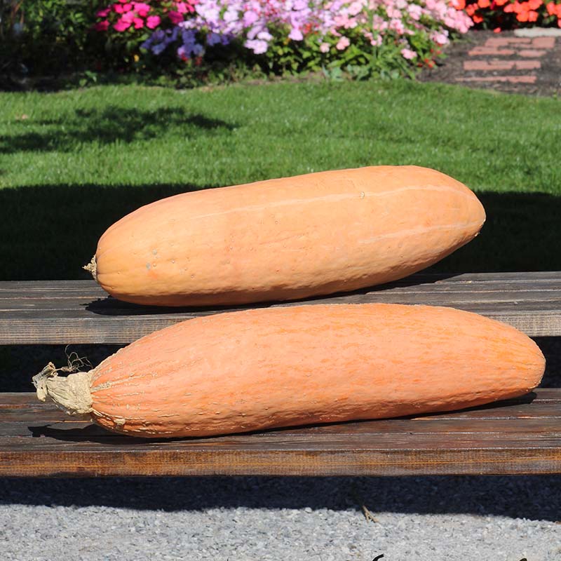Squash Jumbo Pink Banana Seed