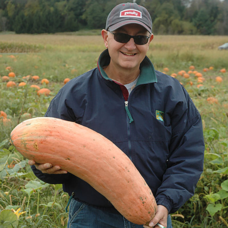 Squash Jumbo Pink Banana Seed