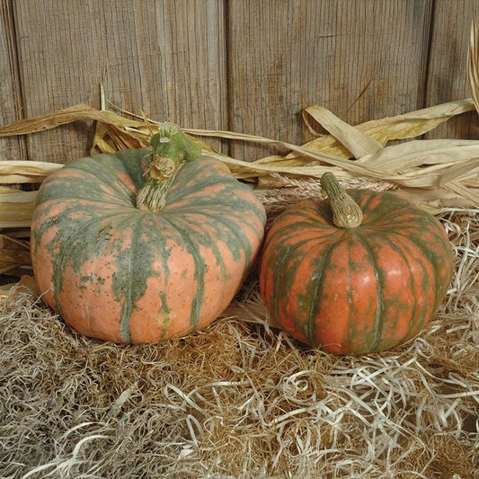 Squash Speckled Hound F1 Seed