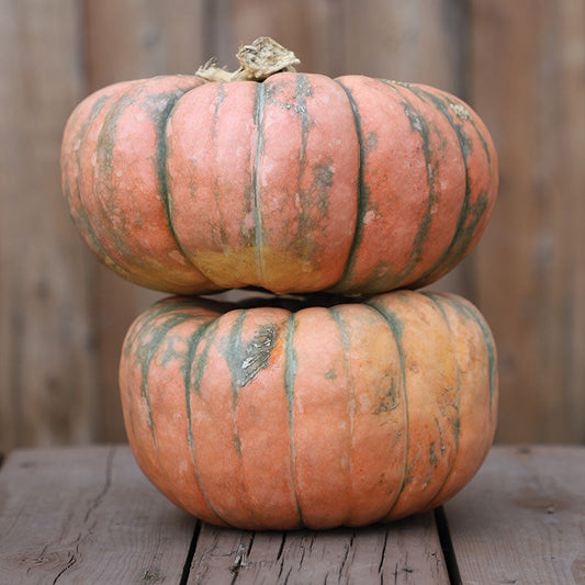 Squash Speckled Hound F1 Seed