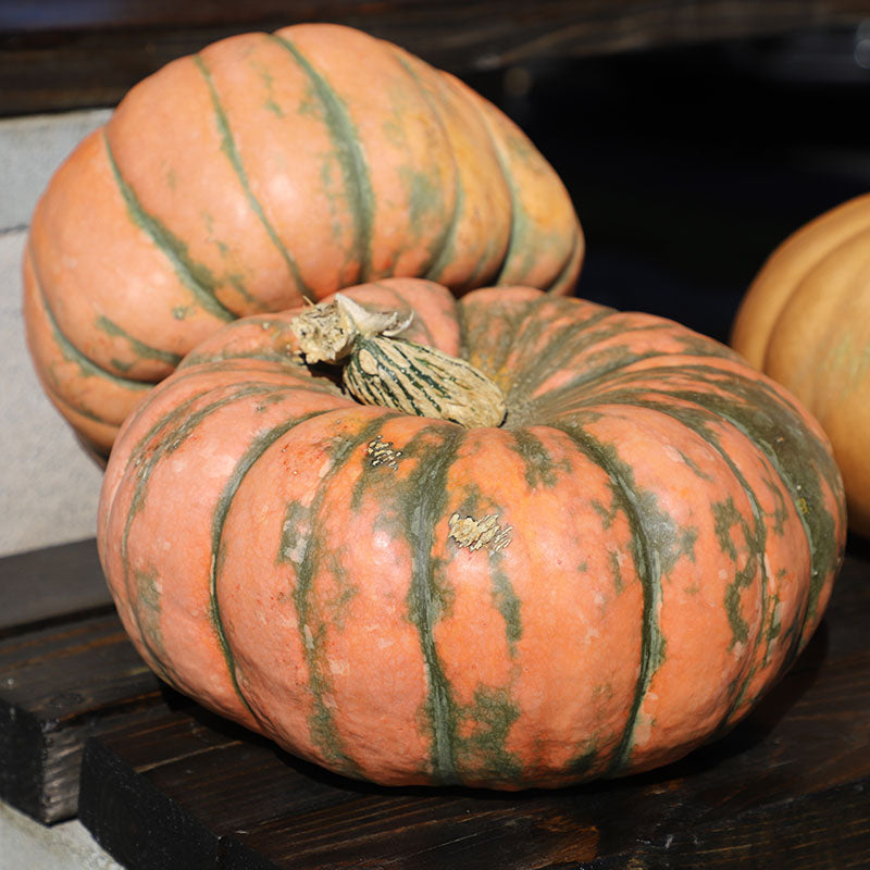 Squash Speckled Hound F1 Seed