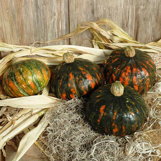 Squash Speckled Pup F1 Seed
