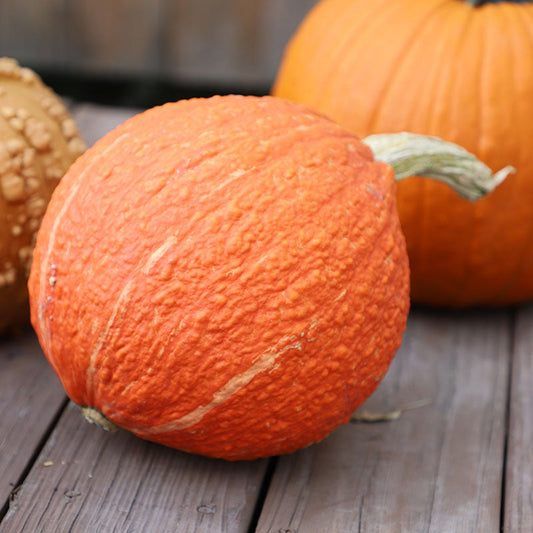 Squash Red Warty Thing Seed