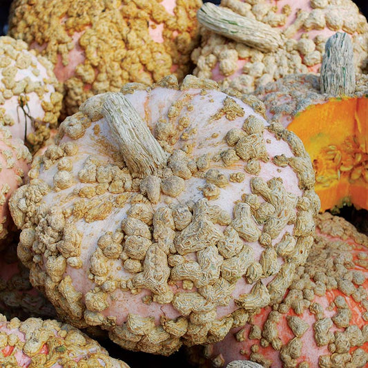 Squash Galeaux d'Eysines Seed