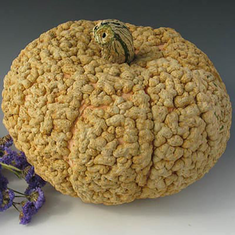 Squash Galeaux d'Eysines Seed