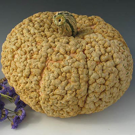 Squash Galeaux d'Eysines Seed