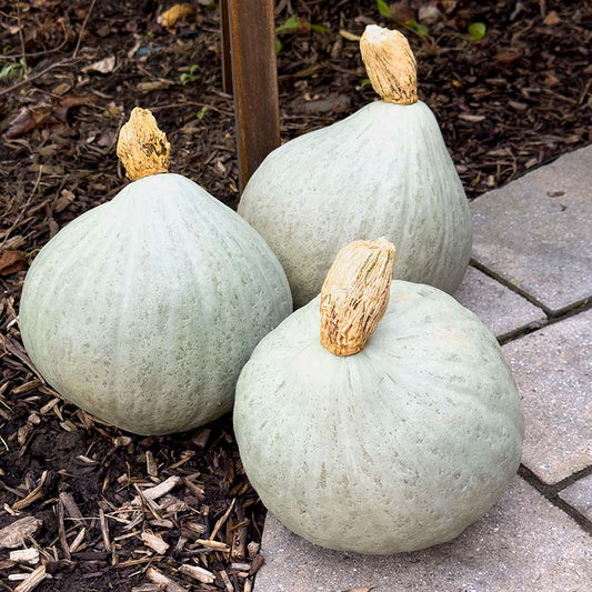 Squash Blue Magic F1 Seed