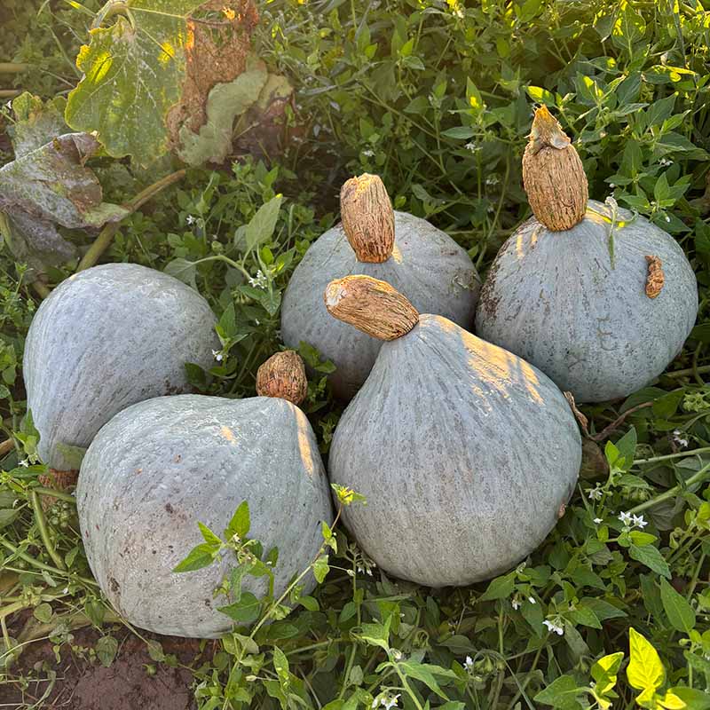 Squash Blue Magic F1 Seed