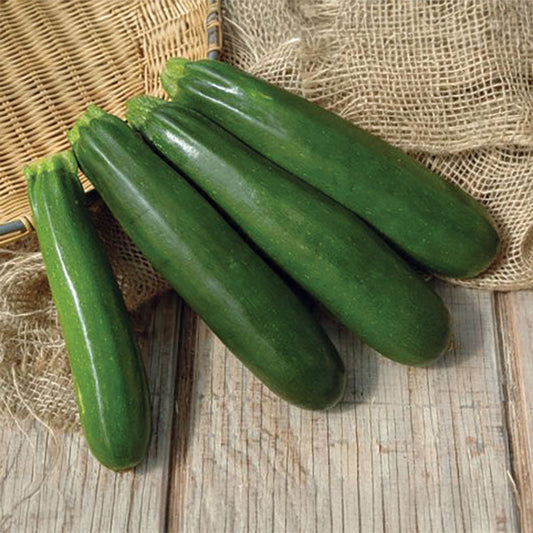Squash Spineless Perfection F1 Seed