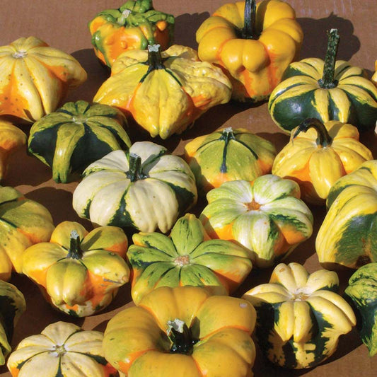Gourd Daisy ® Seed