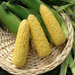 Sweet Corn Vision MXR F1 Seed