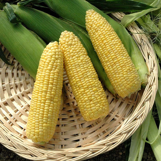 Sweet Corn Vision MXR F1 Seed