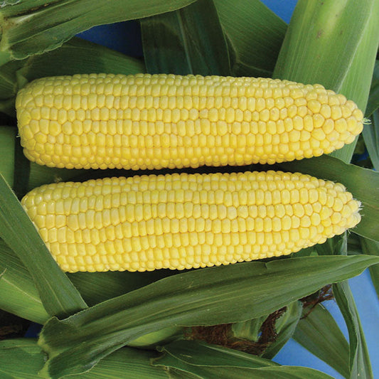 Sweet Corn Vision MXR F1 Seed