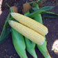 Sweet Corn Vision MXR F1 Seed