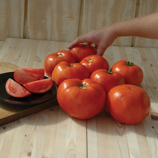 Tomato Scarlet Red F1 Seed