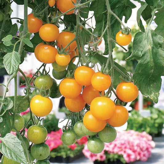 Tomato Tumbling Tom Yellow F1 Seed