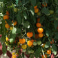 Tomato Tumbling Tom Yellow F1 Seed