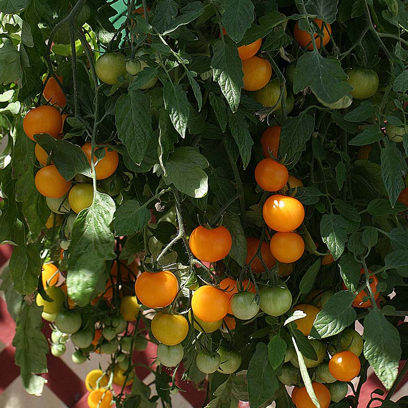 Tomato Tumbling Tom Yellow F1 Seed