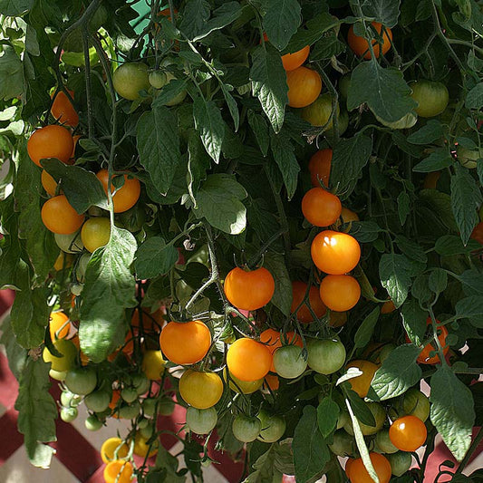 Tomato Tumbling Tom Yellow F1 Seed